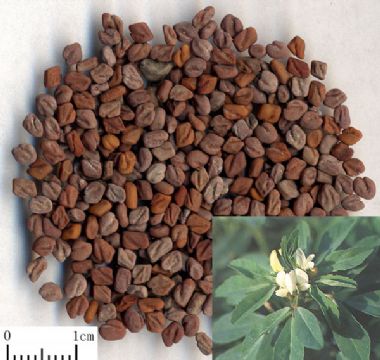 Fenugreek Seed Extract